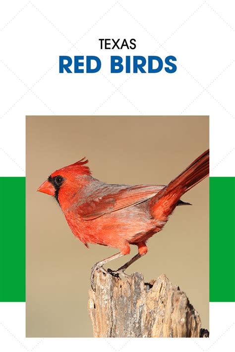 4 Red Birds Found In Texas Pictures Red Birds Painted Bunting Birds