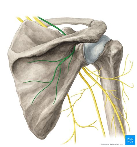 Nervus Suprascapularis Anatomie Verlauf Und Funktion Kenhub
