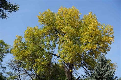 Green Ash Tree Facts Identification And Management