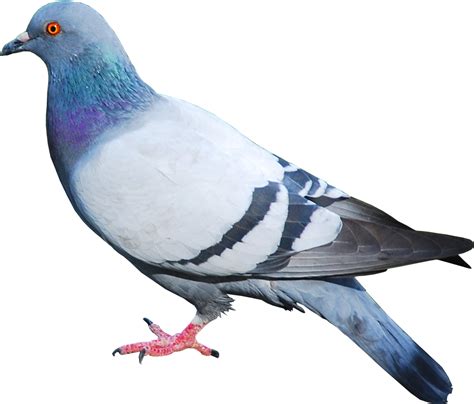 Pigeon Pigeon Png Clipart Full Size Clipart 340505 Pinclipart