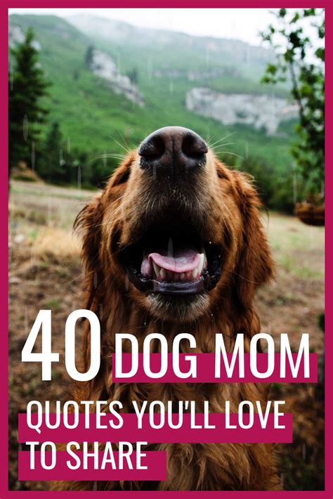 Funny Dog Quotes For Instagram Shortquotescc