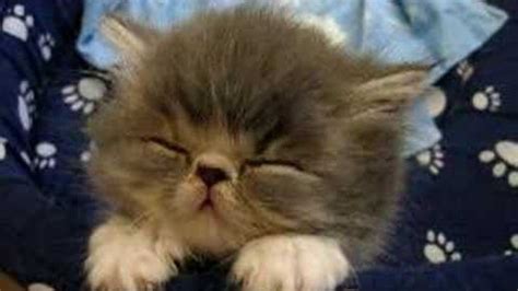 Sleepy Kitten Defies Gravity Sleepy Kitten Funny Cute Cats Cute