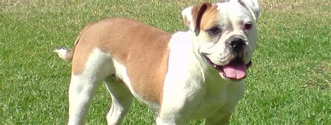 How much space and exercise does a french bulldog need? Australian Bulldog Breed Guide - Learn about the ...