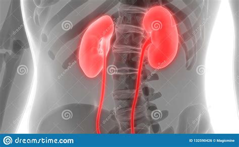 Anatomie Van Het Systeemnieren Van Menselijk Lichaamsorganen De Urine Stock Illustratie