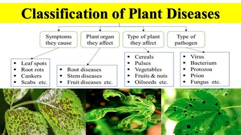 Classification Of Plant Diseases On The Basis Of Symptoms Host