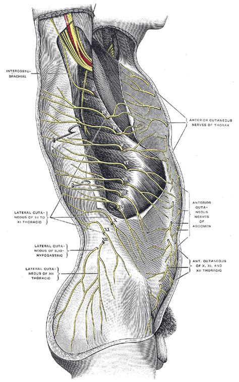 Figure The Thoracic Nerves Cutaneous Distribution Statpearls