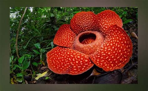 Top 10 Most Poisonous Flowers Deadly Flowers In The World