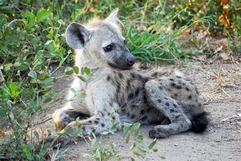 Spotted Hyena Cubs Can Be Cute Too Crocutus Crocutus Oc 6000x4000