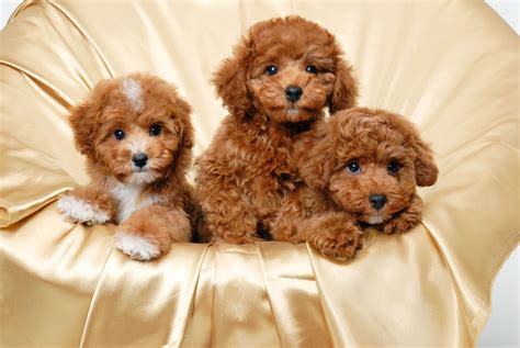 Brown Curly Haired Puppies Cute Puppies Pinterest Baby Dogs Dog