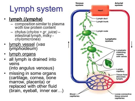 Pin By Allyson Chong On Health Mld Lymphedema Treatment Lymph System