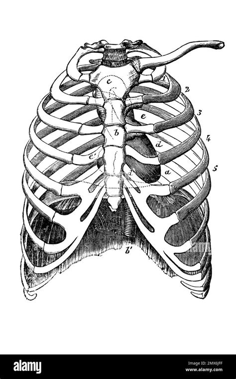 Anterior View Of The Rib Cage Antique Illustration From A Medical Book