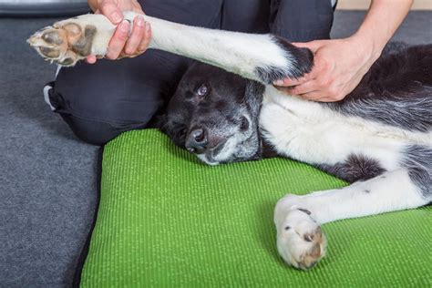 Arthritis In Dogs National Association Of Veterinary Physiotherapists