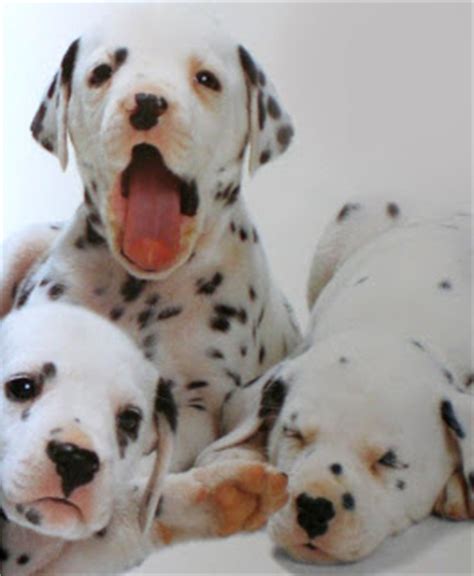 Watch as the pup gently kisses the little baby. Find the right puppy: Dalmatian