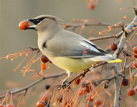 Fall Berries For The Birds