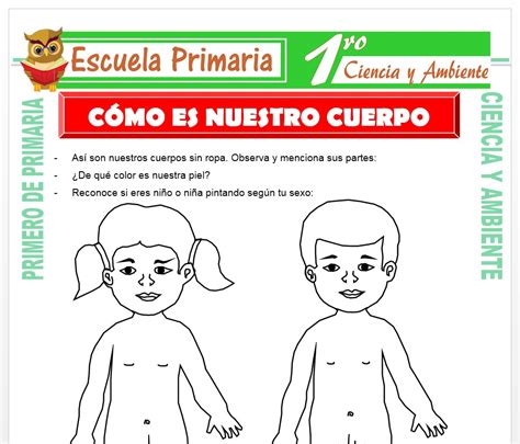Sintético 92 Foto Partes Del Cuerpo A Color Para Niños De Preescolar
