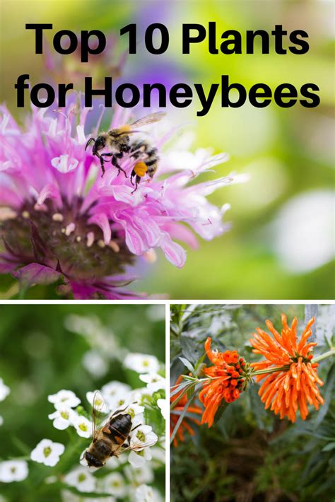 They're also a good source of food. Top 10 Plants for Honeybees - Gardening Know How's Blog