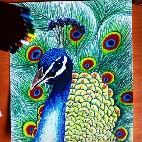 Peacock Drawing Oil Pastel Art Peacock Painting Prismacolor Art