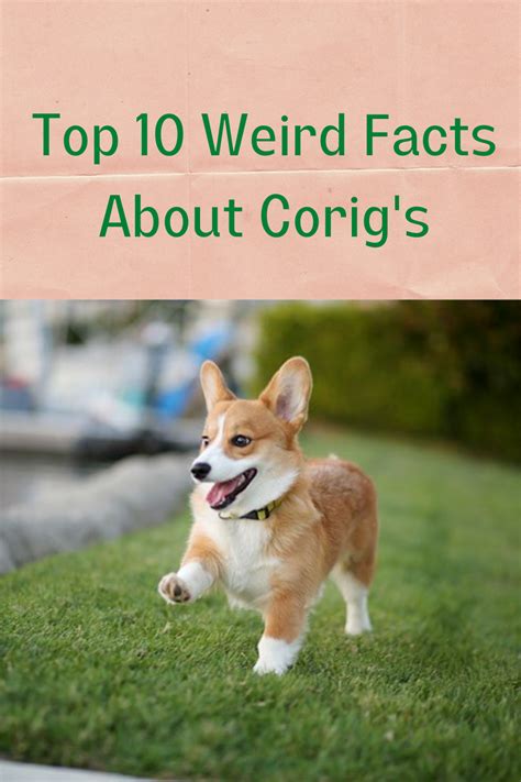 10 Fun Facts About Corgis Artofit