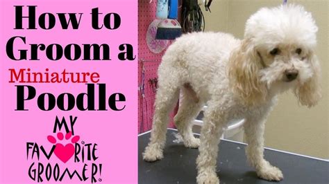 How To Groom A Poodle Senior In 2020 Poodle Grooming Miniature