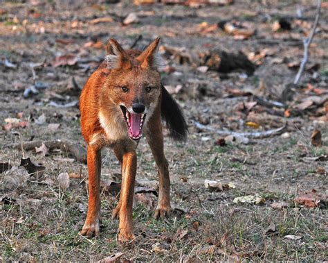 Wild Dogs In India Asiatic Wild Dog Dholes