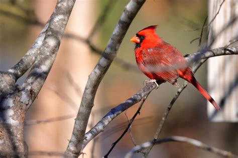 Premium Photo Closeup Shot Of The Northern Cardinal Cardinalis
