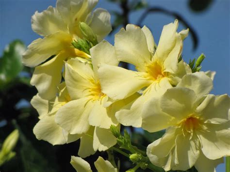 Oleander Yellow Form 4g2q5wvo0jmuzwkrcvccwi