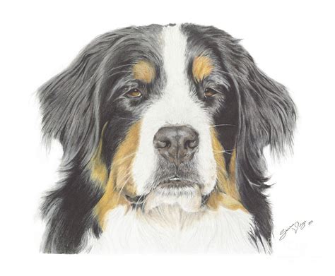 Bernese Mountain Dog Drawing Drawing By Sheldene Visagie Fine Art America