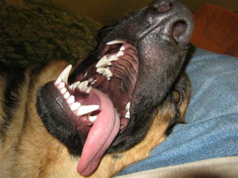 Show Me Those Teeth Page 6 German Shepherd Dog Forums