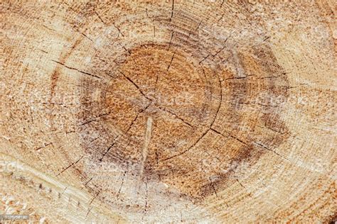 Slice Of Wood Timber Background Stock Photo Download Image Now