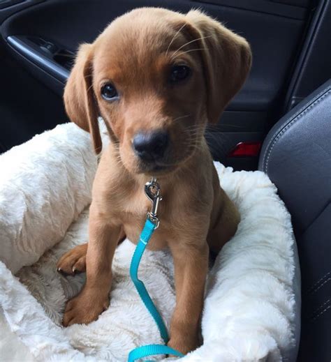 Our pups are not only sold in minnesota (mn) but also wisconsin (wi), iowa (ia), south dakota (sd), north dakota (nd), georgia (ga), south carolina (sc), north carolina. 21+ Cutest Fox Red Lab Puppies Ever! | Labrador retriever ...