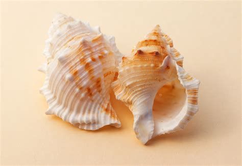2560x1440 Wallpaper 2 White And Brown Conch Shell Peakpx