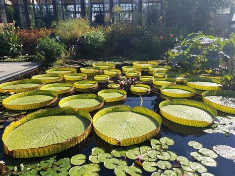 The Huge Hybrid Water Lilies In The Longwood Gardens Water Lilly Garden