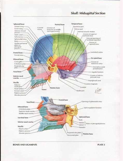 Netter Head And Neck Anatomy Gallery Album On Imgur Anatomy Bones