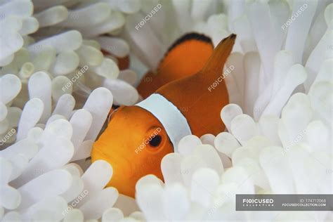 False Clownfish In Anemone Tentacles — False Percula Clownfish