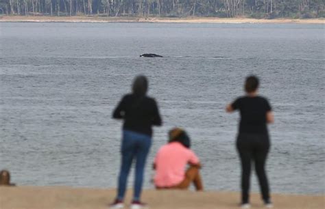 Fotos y videos así se vio la presencia de ballenas en la costa de