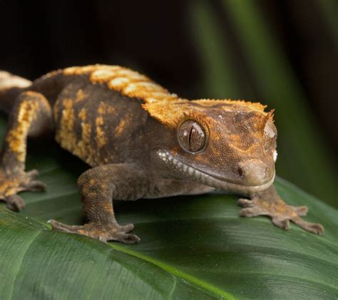 List 93 Pictures Images Of Crested Geckos Sharp