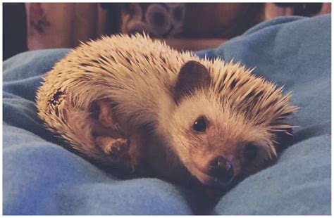 15 Of The Most Adorable Hedgehog Photos You Have Ever Seen - Strange Magic