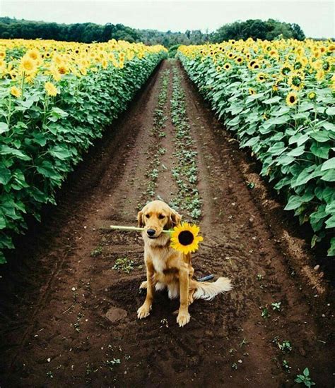 Brought You A Sunflower Goldenretriever Pets Cute Animals Dog Love