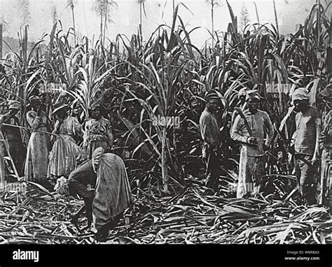 Jamaica Sugar Plantation 19th Century Hi Res Stock Photography And
