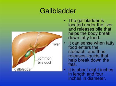 Gallbladder Role In Digestive System