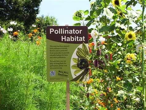 Protecting Pollinators One Community At A Time Xerces Society
