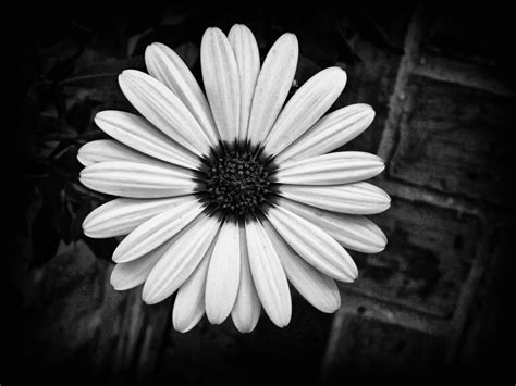 See more ideas about flowers photography, black and white photographs, black and white. black and white floral 2017 - Grasscloth Wallpaper