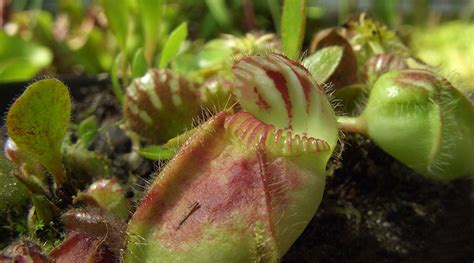 Flesh Eating Plants Thousands Of Miles Apart Turned Carnivorous In