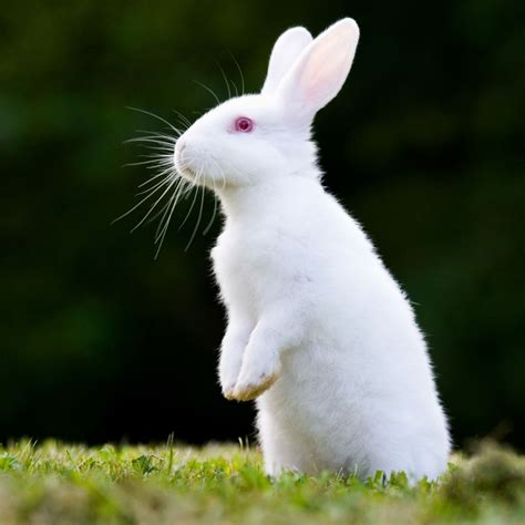The 15 Best Rabbit Breeds A Complete Breed Guide To Adopting A Bunny