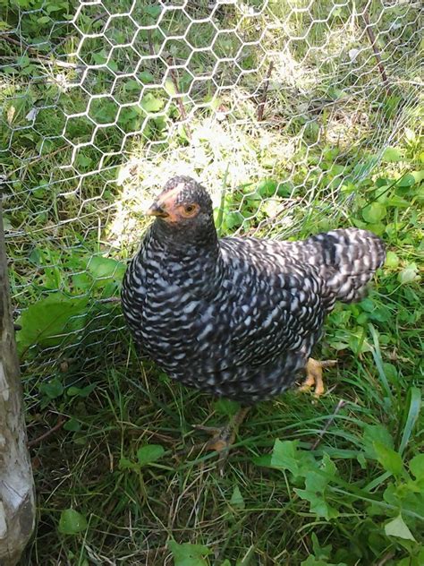 Sight Sexing Barred Plymouth Rock Chicks At Hatch Page 2 Backyard Chickens Learn How To