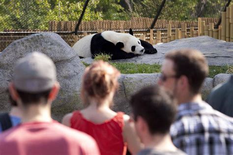 A Peek At The Pandas Checking In With The Toronto Zoos Big Stars