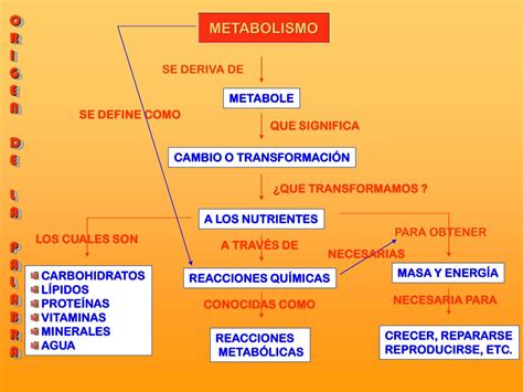 Ppt Metabolismo Mapa De Conceptos Powerpoint Presentation Free The Best Porn Website