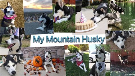 My Mountain Husky Net Worth Income And Estimated Earnings