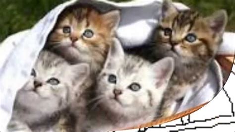 Die tiere, die du aus materialien wie klorollen, holz, kastanien, wäscheklammern und so weiter bastelst, sehen toll aus. Katzen Ausmalbilder - YouTube