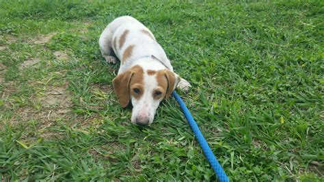 Dachshund Dog For Adoption In Pearland Tx Adn 497216 On Puppyfinder